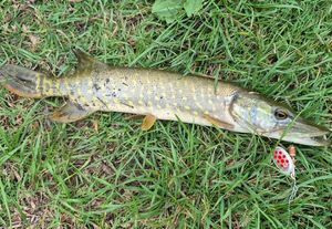 Northern Pike