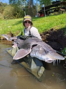 Beluga Sturgeon (European Sturgeon)