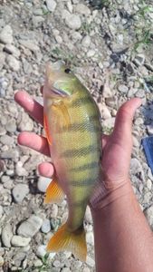 European Perch