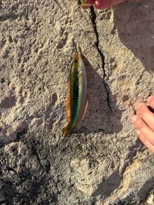 Mediterranean Rainbow Wrasse
