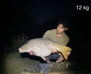 Mirror Carp