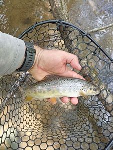 Brown Trout
