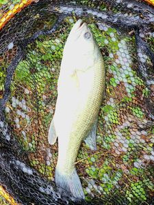 Largemouth Bass
