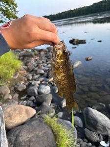 Smallmouth Bass