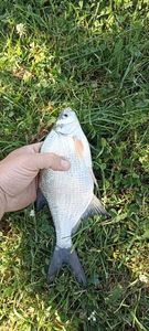 Common Bream