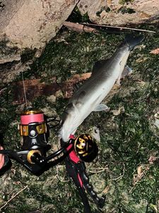 European Bass (Seabass)