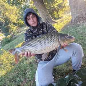 Common Carp