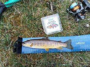 Brown Trout