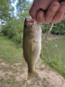 Largemouth Bass