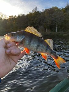 European Perch