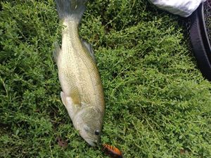 Largemouth Bass