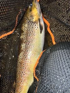 Brown Trout