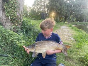 Common Carp