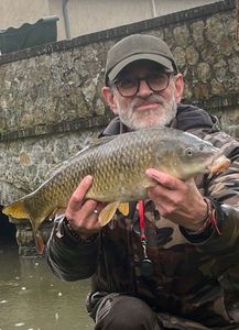 Common Carp