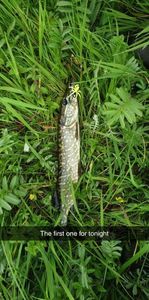 Northern Pike