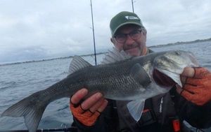 European Bass (Seabass)