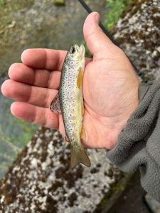 Brown Trout
