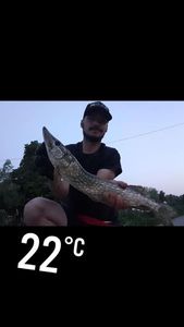 Northern Pike