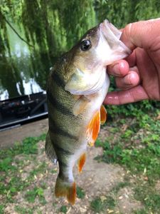 European Perch