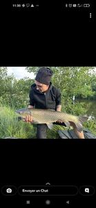 Grass Carp