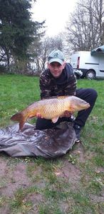 Common Carp