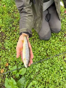 Brown Trout