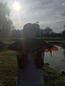 Common Carp