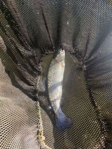 Rainbow Trout