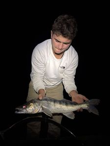 Zander