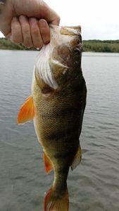 European Perch