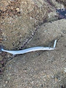 Garfish