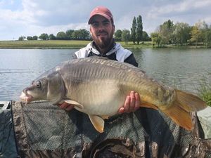 Mirror Carp