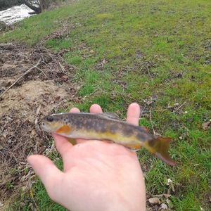 Brown Trout