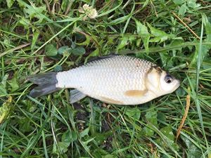 Crucian Carp