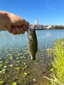 Largemouth Bass