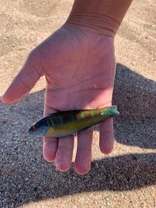 Mediterranean Rainbow Wrasse