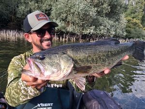 Largemouth Bass