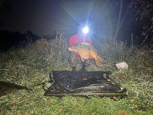 Mirror Carp