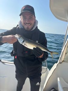 Greenback Horse Mackerel