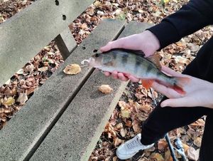 European Perch