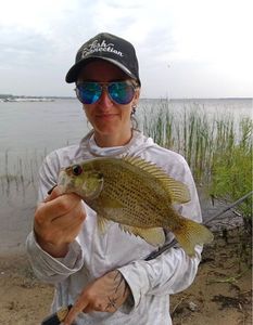 Rock Bass