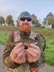 European Perch