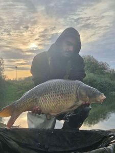 Common Carp