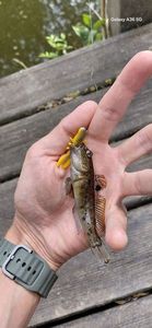 Round Goby