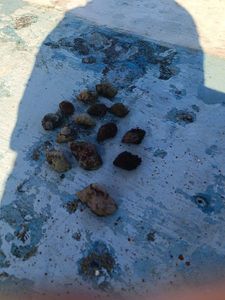 Common Whelk