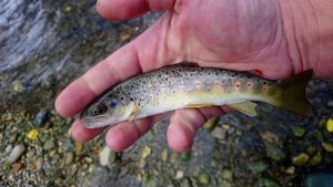 Brown Trout