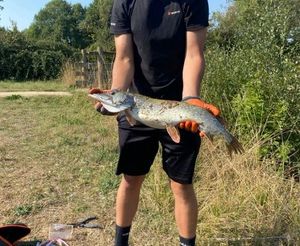 Northern Pike