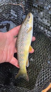 Brown Trout