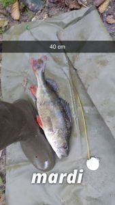 European Perch