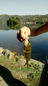 European Perch